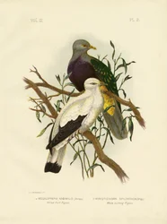 Paloma Frutera Aliada o Paloma Frutera Wompoo, 1891